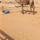 فحل اصفر