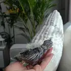 للبيع فرخ كروان