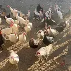 دجاج رومي