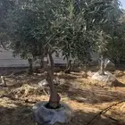 اشجار زيتون 350 ريال تخفيض الجمعه البيضاء