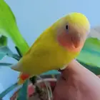 روز فروخ روز هدد نشبه