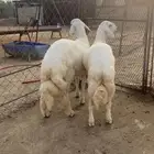 يتوفر لدينا تيوس مستوردة سمان