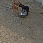 عنز كفو دافع