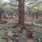 متوفر جثايث نخل عجوه