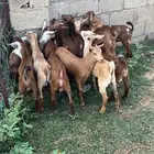 تيوس دهم فيها 2اناثي (تم البيع)