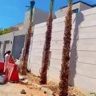 يوجد لدينا توريد جميع انواع نخيل وشبوك