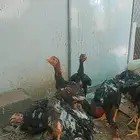 للبيع صيصان مكس برازيل