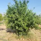 يوجد لدينا حمضيات يوسف فندي ليمون برتقال بو صره تين رمان عنب