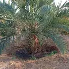 نخل جثايث نخل القصيم صقعي مجدول سكري ونانه لبانه عجوه