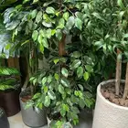 شجرة صناعة موز ونخل