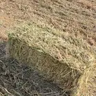 ذره جيزاني اعلاف