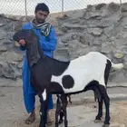 عنز باكستانيه والد