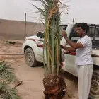 مشاءالله تبارك الله نخل وصل اليوم عرعر نخل مثمر