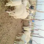 طليان حرية اضاحي تم البيع الله يبارك للمشتري