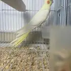 أنثى كروان جاهزه للإنتاج