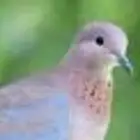 حمام بري للبيع الخرج