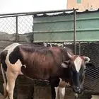 بقر طيبه وحليب وافر