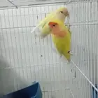 جوز روز منتج صحه ونضافه