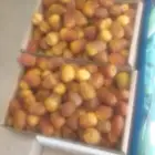 نقل تمور مبرد الي المدينة يوم الثلاثاء إن شاءالله تعالى