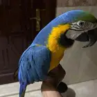 مكاو بلو عمره خمس سنوات اليف جدا