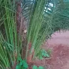 نخل للبيع جميع الاحجام متوفره درجه اولى توريد وزراعه