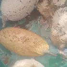 عسل بري جبلي ممتاز درجه اولى قطف اليوم ماشاء الله