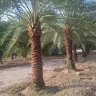 نخل للبيع عربي وواشنطني