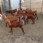 معزا جنوبيات محايليات