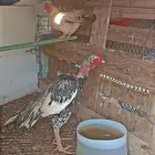 ديك باكستاني