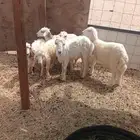 بهم حري و رفدي طيبه شحم ولحم