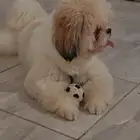 كلب بودل للبيع