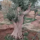 أشجار زيتون