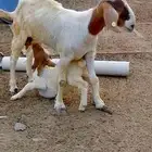 أنثي بورقت معاها ولدها تيس بورقت