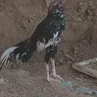 ديك سندي العمر 8 شهور