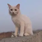 لايوجد