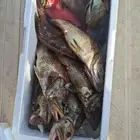 رحلات بحريه مرسى دره العروس