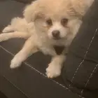 كلب برومينيان للبيع المستعجل