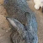 ارانب احجام كبيره
