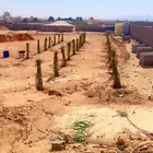 نخيل_مثمر_بجميع_انواعه_ومقاسته