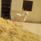نجدية عيسية دافع شرط فحص سونار