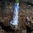 فصايل تمر متلبن موجود في وادي رهاط