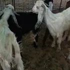 تيوس جذعان مخاصي