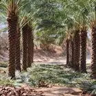 نخل للبيع جميع أنواعه ومقساته