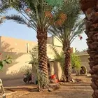 يوجد لدينا نخل عربي وشنطني