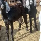 تيوس للبيع