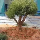 اشجار زيتون معمر زينه