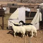 خرفان البيع