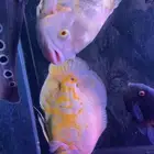 اسماك زينه زوج سمكه الاوسكار منتج