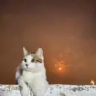 قط للتبني