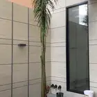 نخل ملوكي نارجيل جوز الهند أشجار زينه شتلات زينه